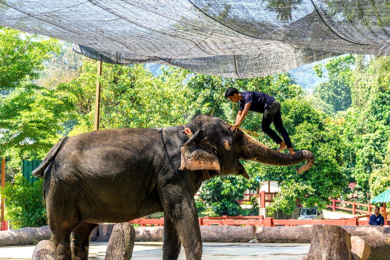 Kuala Gandah National Elephant Conservation Centre